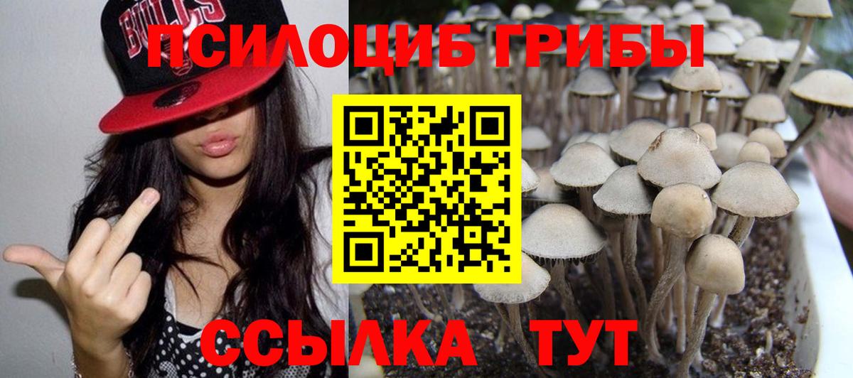 Псилоцибиновые грибы Psilocybe Вышний Волочёк